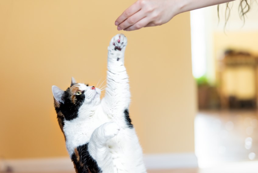 Pawsitive Progress: Effective Tips for Training Your Cat